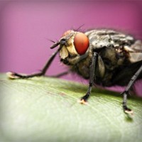 /album/rhinivermo/photolia-a08-jpg/